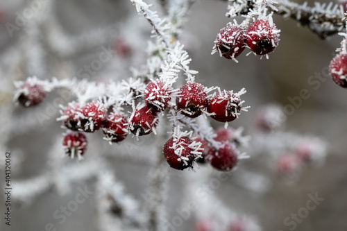 frosted hawthorn fruits