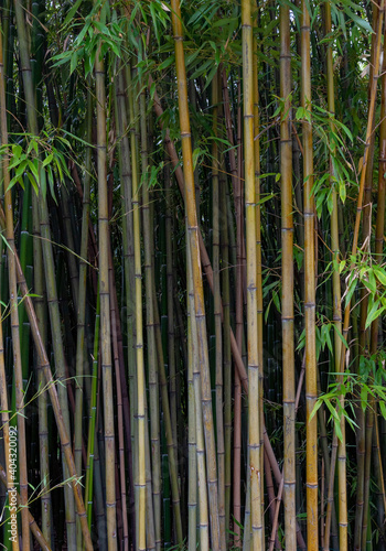 Fototapeta Naklejka Na Ścianę i Meble -  Bamboo thickets in botanical garden