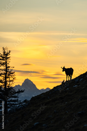 Gämse im Sonnenuntergang in den Allgäuer Alpen
