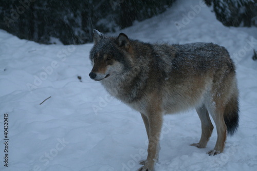 Adult wild male wolf in winter forest, captured in Belarus © adventure