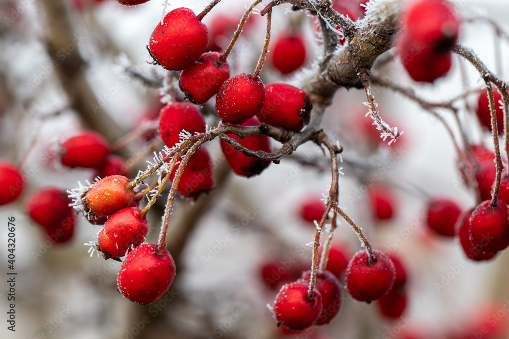 red berries in snow red berries in snow