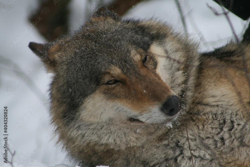 Adult wild male wolf in winter forest, captured in Belarus