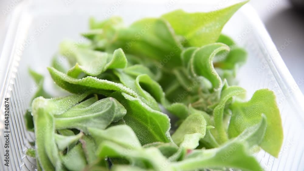 Glacial phycoid, also known as Frost Grass. Vegan food. Ornamental plant. Making a vegetarian meal with glacial phycoid, Mesembryanthemum crystallinum. An organic and ecological diet Glacial phycoid, also known as Frost Grass. Vegan food. Ornamental plant. Making a vegetarian meal with glacial phycoid, Mesembryanthemum crystallinum. An organic and ecological diet