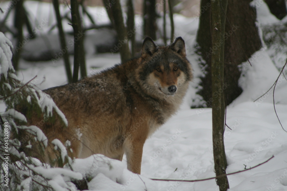 Naklejka premium Adult wild male wolf in winter forest, captured in Belarus