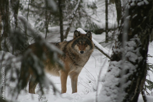 Adult wild male wolf in winter forest, captured in Belarus © adventure