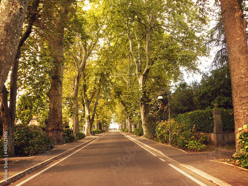 Tree lined avenue in the center of Bolsena, Lazio, Italy