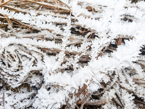 Ice crystals on dry grass. Frosty pattern in nature in winter from frost and snow. Background, space for text.