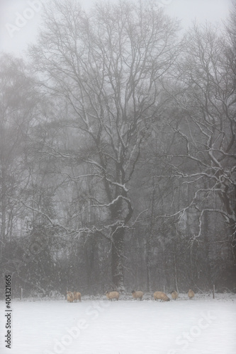 Wallpaper Mural Wild sheep trying to shelter on a foggy day in the woods and stay warm during a snow storm in Winter in the south of the Netherlands Torontodigital.ca