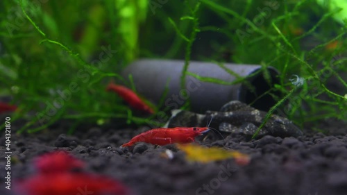 Red Sakura and Tangarine Golden tiger shrimp on a soil bottom photo