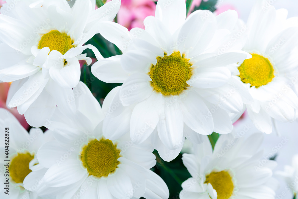 Obraz premium Chamomile close-up. Daisies background. Beautiful nature scene. Summer background.Chamomile field. Beautiful bouquet of daisies close up.