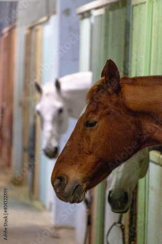 A brown horse and a white horse in the stable © Marco Bonomo