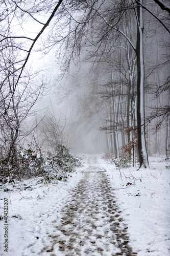 Dirt road in the forest covered in snow and fog during winter time near Vaals and Vijlen in the south of the Netherlands. The snow sticks against the tree trunks which provide an idyllic image.    © KimWillems