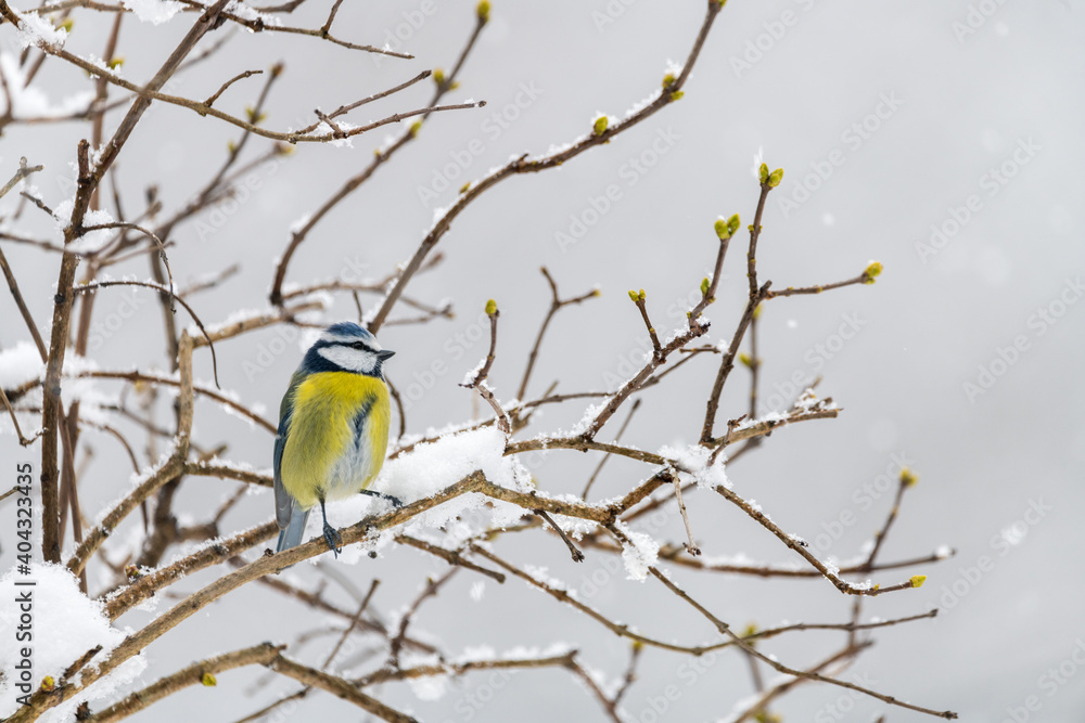 Fototapeta premium Blue tit bird in winter