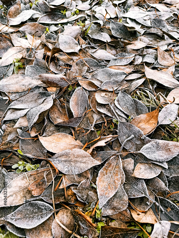 Autumn leaves are covered with frost on a frosty day in a city park. Winter landscape Autumn leaves are covered with frost on a frosty day in a city park. Winter landscape