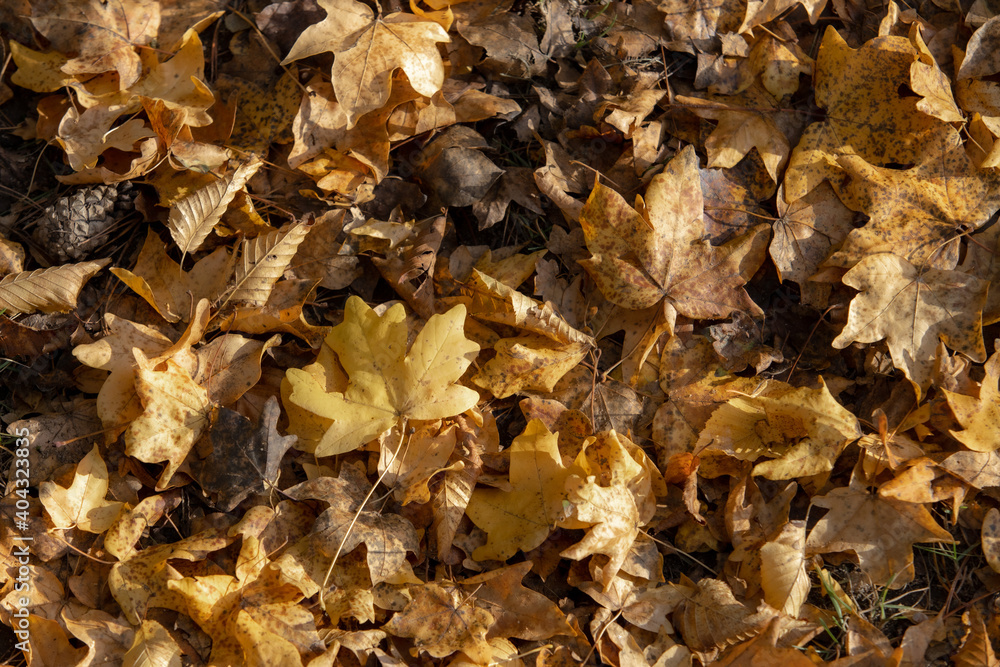 autumn leaves on the ground autumn leaves on the ground