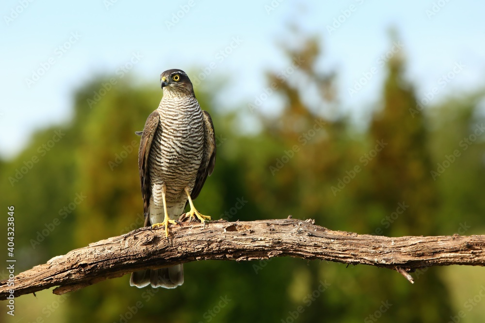 Φωτογραφία The Eurasian sparrowhawk (Accipiter nisus) sitting on the old brown branch