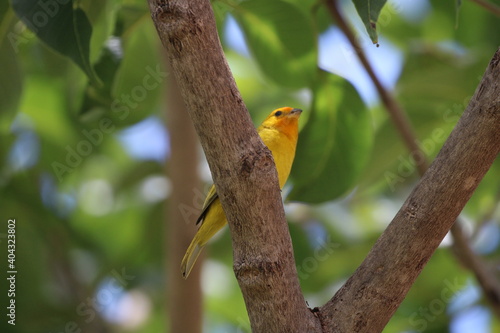 cute yellow bird