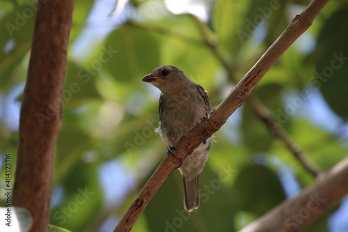 robin on a branch