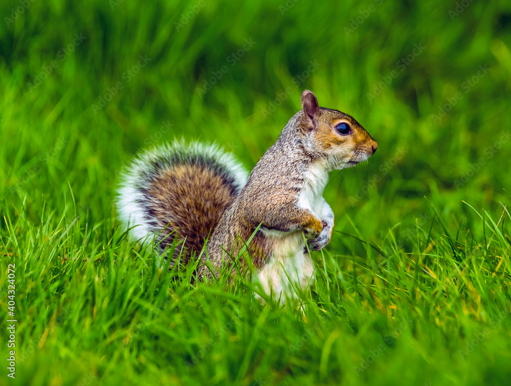 A squirrel apprehensively surveys the landscape of a field in Bodiam, Sussex in springtime with defocused background A squirrel apprehensively surveys the landscape of a field in Bodiam, Sussex in springtime with defocused background