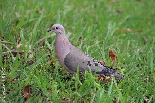 pigeon on grass