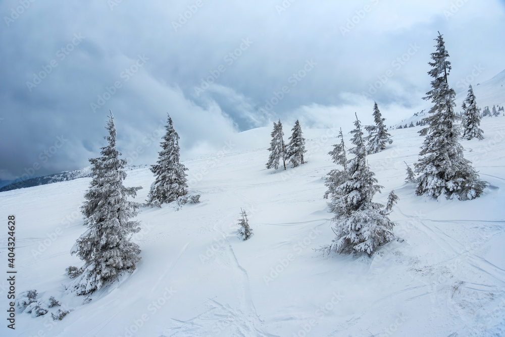fir trees  and mountains covered with snow. beautiful winter landscape