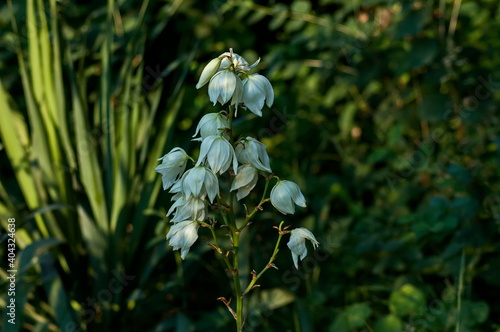 View of white Yucca plant or Agave cactus in bloom at garden,  district Drujba, Sofia, Bulgaria    photo