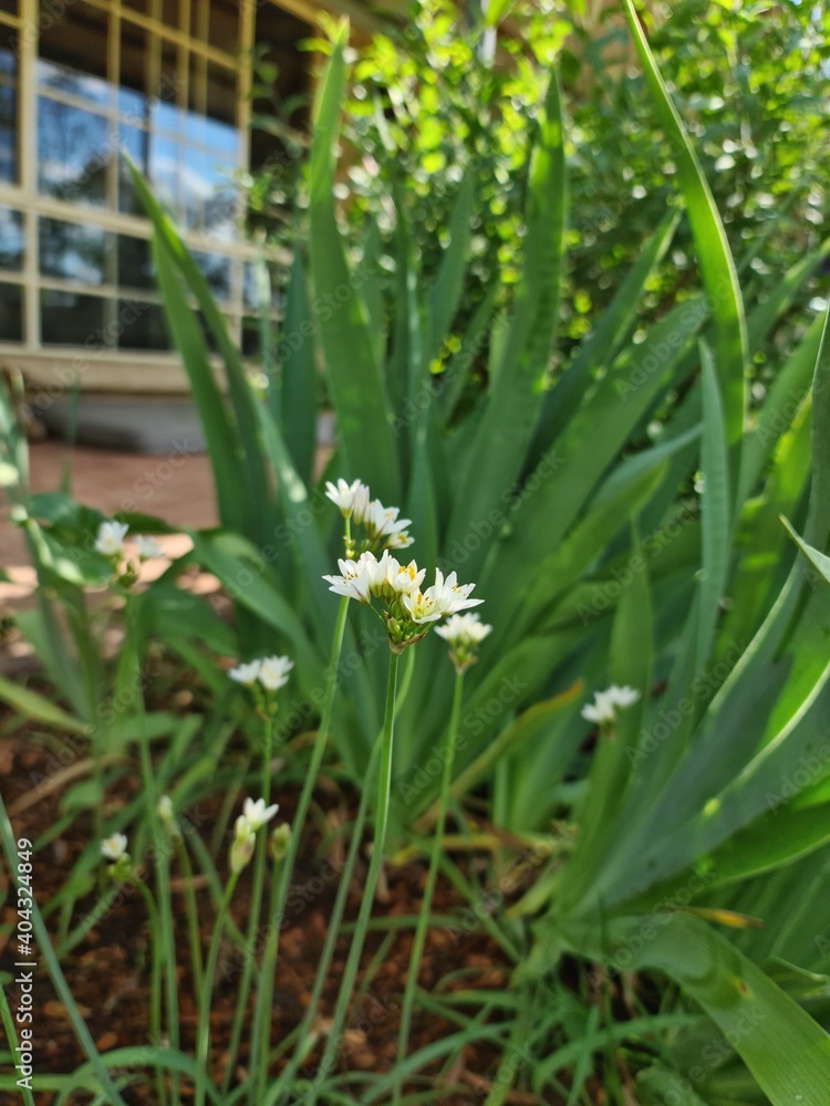 Delicate white flowers growing in garden with iris plants in background Delicate white flowers growing in garden with iris plants in background