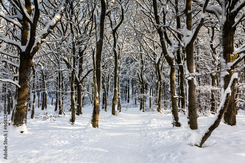 Beech forest in the snow