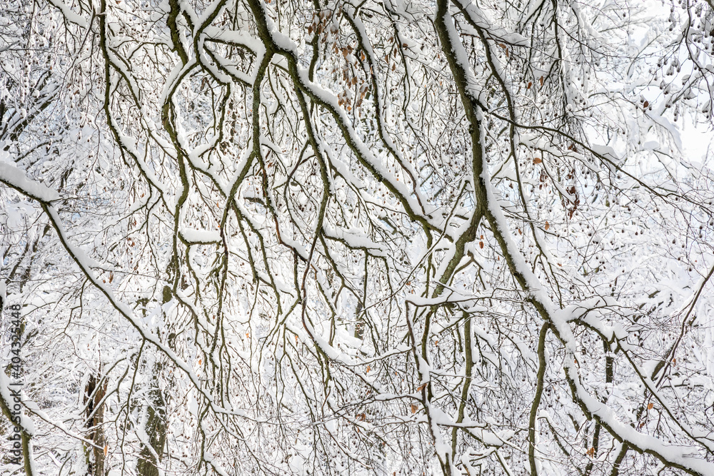 Branches of beech tree in the snow Branches of beech tree in the snow