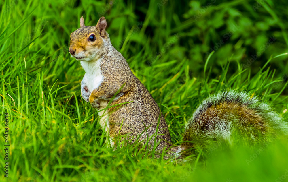 A close-up view of a cute squirrel standing up in a field in Bodiam, Sussex in springtime with defocused background A close-up view of a cute squirrel standing up in a field in Bodiam, Sussex in springtime with defocused background