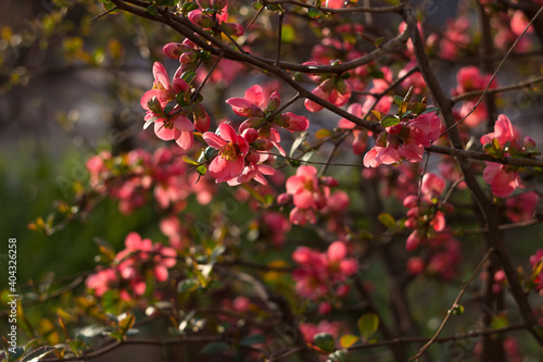 Henomeles Japanese quince. Henomeles bush blooms forsythia with red flowers, spring. A plant in a flower bed. Background