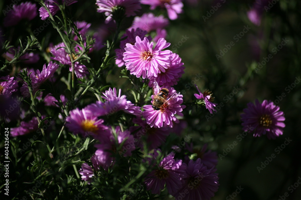 A bee is looking for flowers nectar in the garden A bee is looking for flowers nectar in the garden