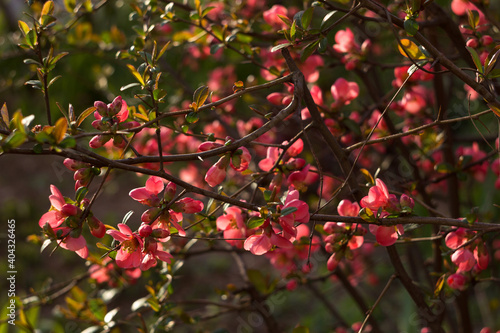 Henomeles Japanese quince. Henomeles bush blooms forsythia with red flowers, spring. A plant in a flower bed. Background