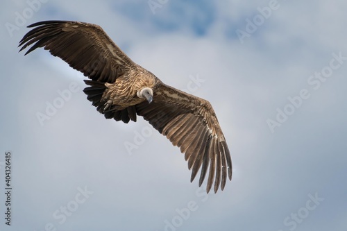 A white-backed vulture descends with wings spread soars above the savanna of the Maasai Mara during the great migration.
