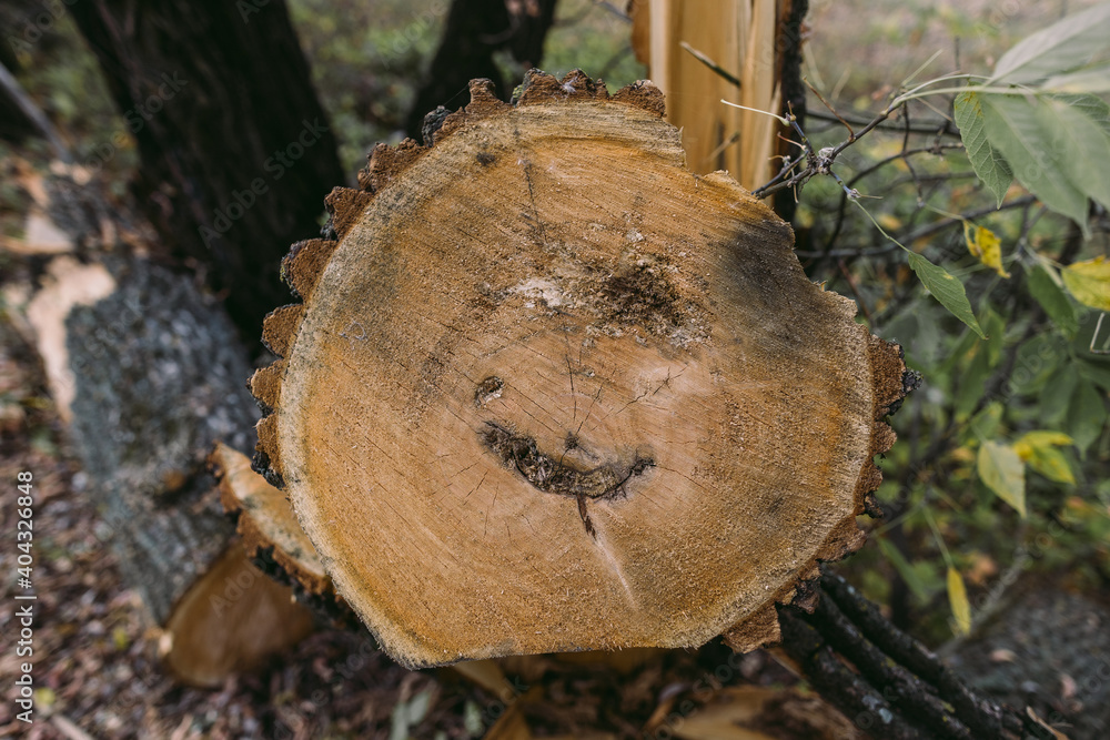 Top view photography of wooden stump of cutted tree in forest or park Top view photography of wooden stump of cutted tree in forest or park