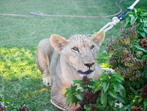 Lion cub