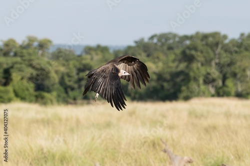 A hooded vulture in flight in the Great Wildebeest Migration.