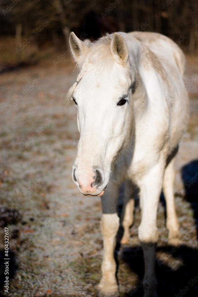 Beautiful mare arabian horse relaxing on the field Beautiful mare arabian horse relaxing on the field