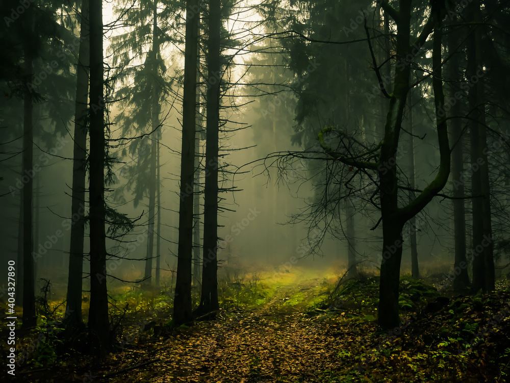 Creepy foggy forest, forest road, spruce trees, fog, mist. Gloomy magical landscape at autumn/fall. Jeseniky mountains, Eastern Europe, Moravia.  .