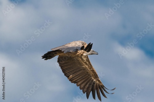 White-backed vulture in flight in the Maasai Mara during the great migration.