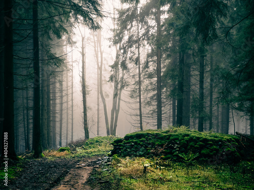 Mysterious foggy forest, light coming through trees, stones, moss, wood fern, spruce trees, fog, mist. Gloomy magical landscape at autumn/fall. Jeseniky mountains, Eastern Europe, Moravia.  . photo