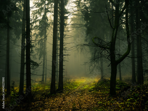 Creepy foggy forest  forest road  spruce trees  fog  mist. Gloomy magical landscape at autumn fall. Jeseniky mountains  Eastern Europe  Moravia.  .
