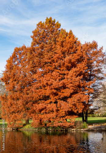 Herbstlicher Baum im Stadtpark Gütersloh