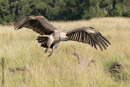White-backed vulture in flight in the Maasai Mara during the great migration. © Martin