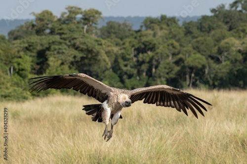 White-backed vulture in flight in the Maasai Mara during the great migration. © Martin