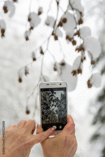 Buchecker im Winter