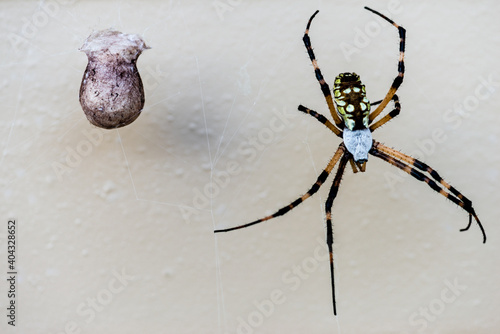 Black and Yellow Argiope Spider with Egg Cocoon