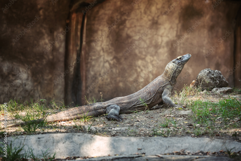 Varan taking sun baths in the yard Varan taking sun baths in the yard