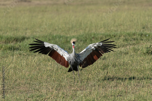 Grey crowned crane with wings spread in the Maasai Mara Reserve in Kenya.