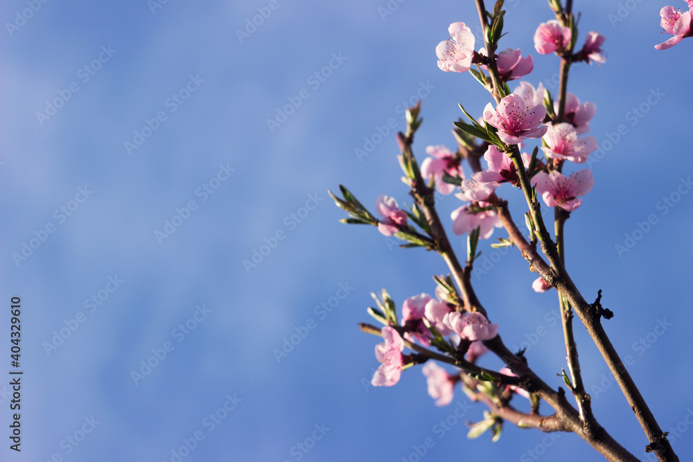 Pink peach flowers against a blue sky in clear weather. Blooming fruit tree in the garden, background. Copy space Pink peach flowers against a blue sky in clear weather. Blooming fruit tree in the garden, background. Copy space